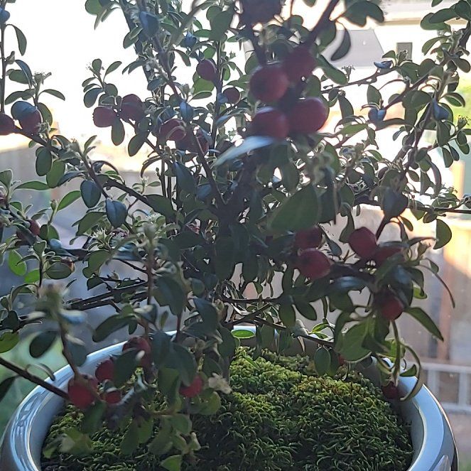 Photo of the plant species Coral Beauty Cotoneaster by @SportyBreweroak named Delilah on Greg, the plant care app