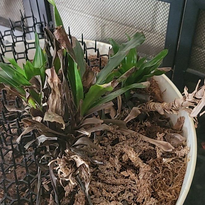 Photo of the plant species Darcaena Flirida Beauty by @SportyBreweroak named Ulysses S Plant on Greg, the plant care app