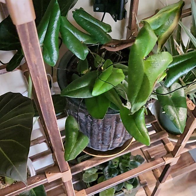 Photo of the plant species Heart Leaf Fern by @SportyBreweroak named Marilyn on Greg, the plant care app