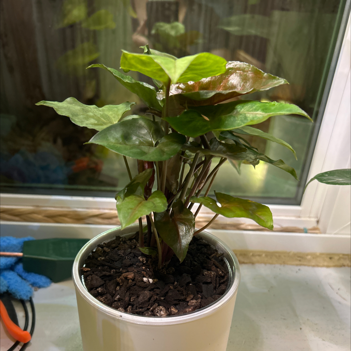 Photo of the plant species Syngonium 'Merry Maria' by @FunnyGoldwire named Madonna on Greg, the plant care app