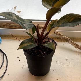 Photo of the plant species Red Congo Variegated by @FunnyGoldwire named Elle on Greg, the plant care app