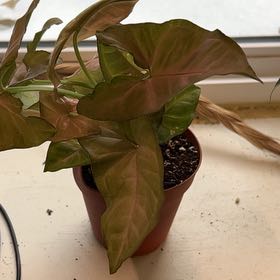 Photo of the plant species Neon Pink Arrowhead Plant by @FunnyGoldwire named Messi on Greg, the plant care app