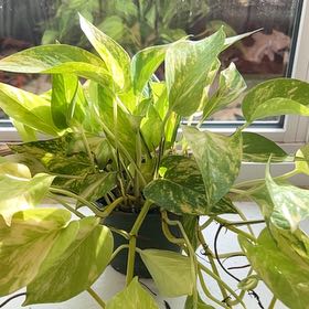 Photo of the plant species Variegated Neon Pothos by @FunnyGoldwire named Scarlett on Greg, the plant care app