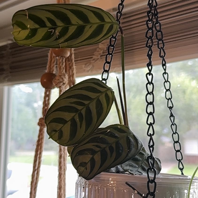 Photo of the plant species calathea by @CozyBluefescue named Nemo on Greg, the plant care app