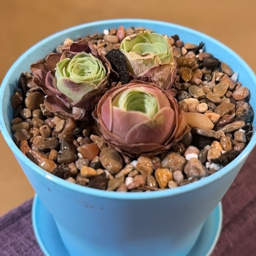 Photo of the plant species Pink El Hierro by @CozyBluefescue named Miley on Greg, the plant care app