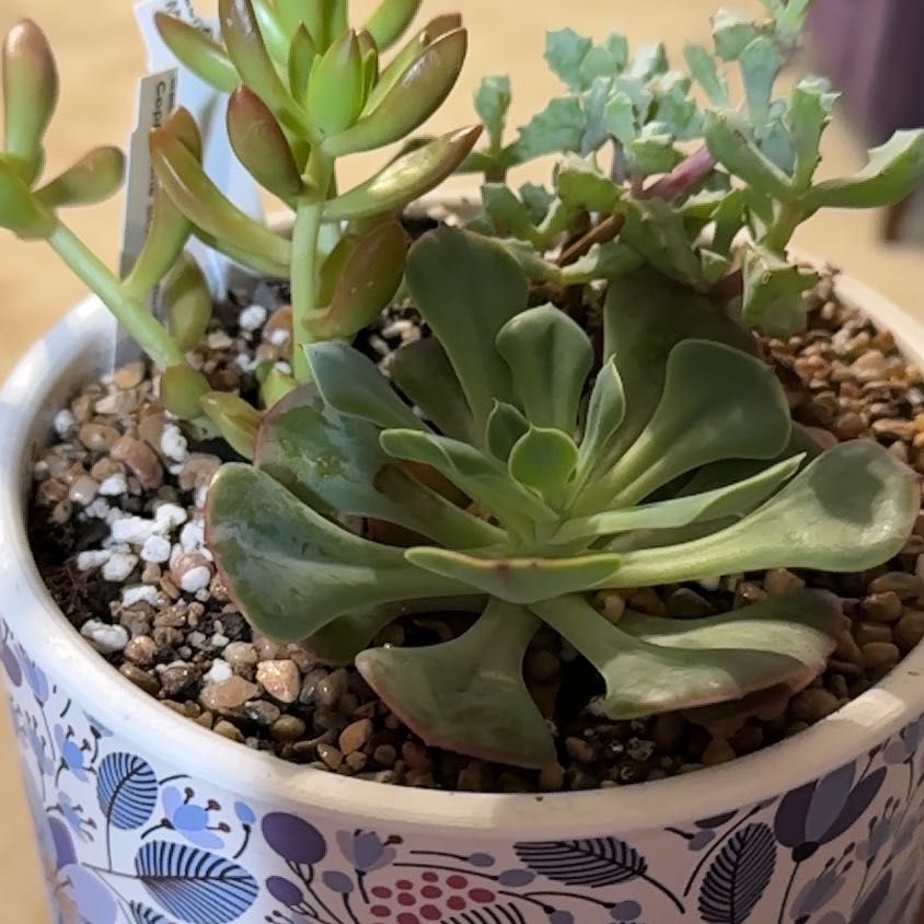 Photo of the plant species Sedum nussbaumerianum 'Coppertone' by @CozyBluefescue named Pax on Greg, the plant care app