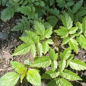 Photo of the plant species Buck's-Beard by @ForemostOakmoss named ChloroPhil on Greg, the plant care app