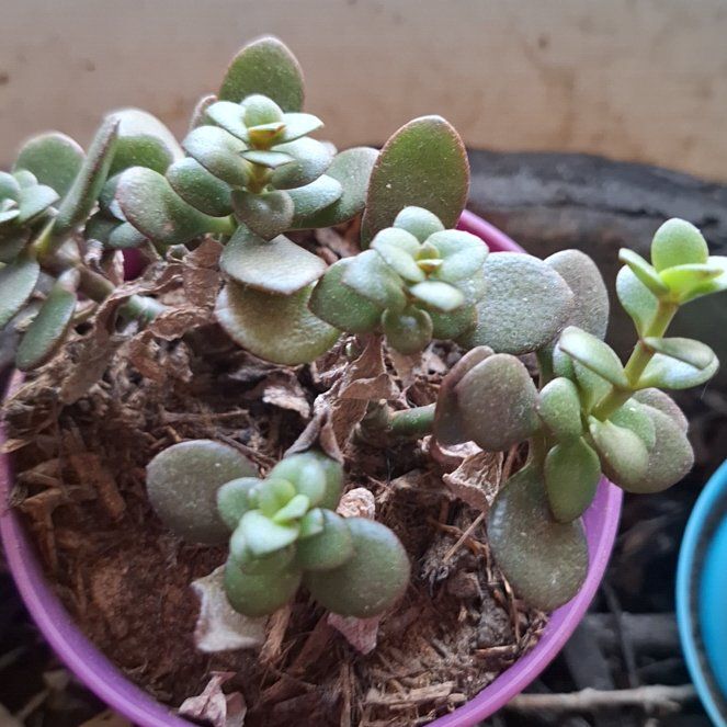 Photo of the plant species Spreading Stonecrop by @CivicMudpuppy named Surya on Greg, the plant care app