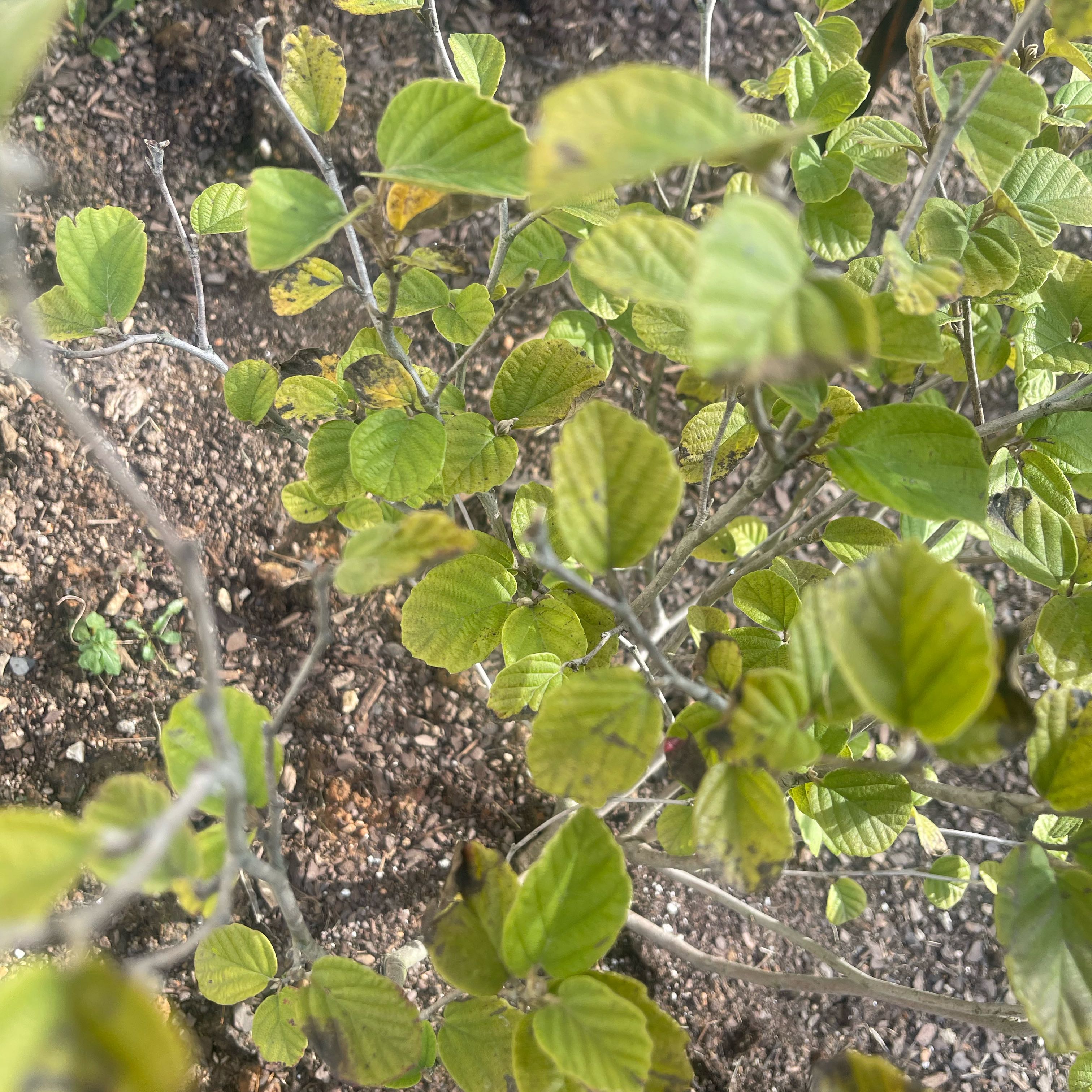 Photo of the plant species Fothergilla 'Mt. Airy' by @TastefulCoconut named Mochi on Greg, the plant care app