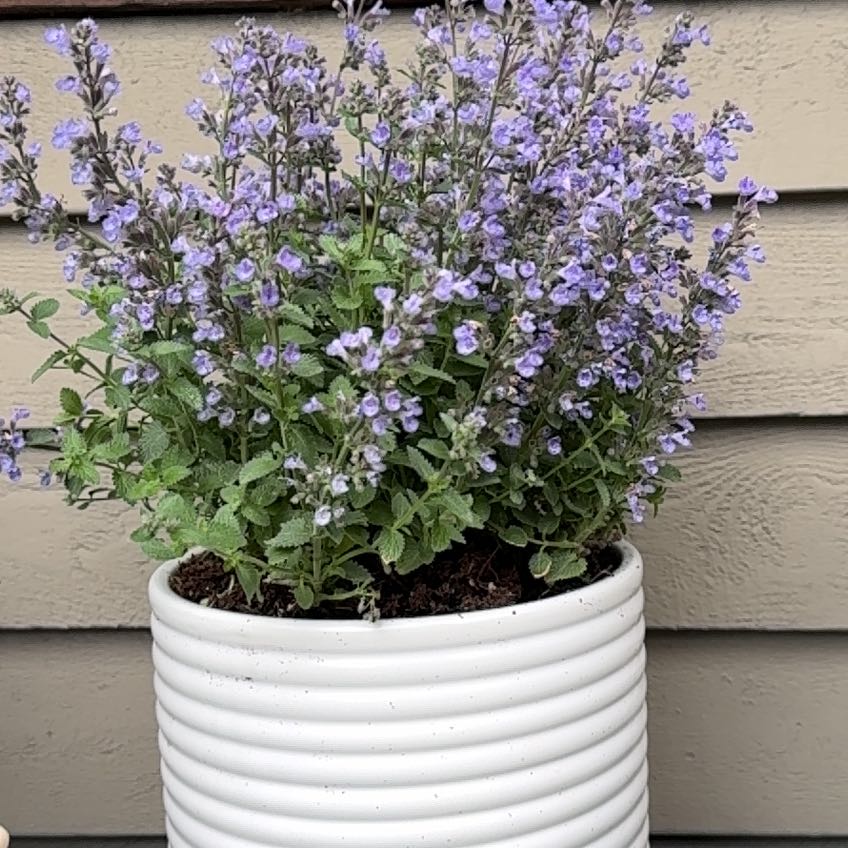 Photo of the plant species Catmint by Shannon named Zeus on Greg, the plant care app