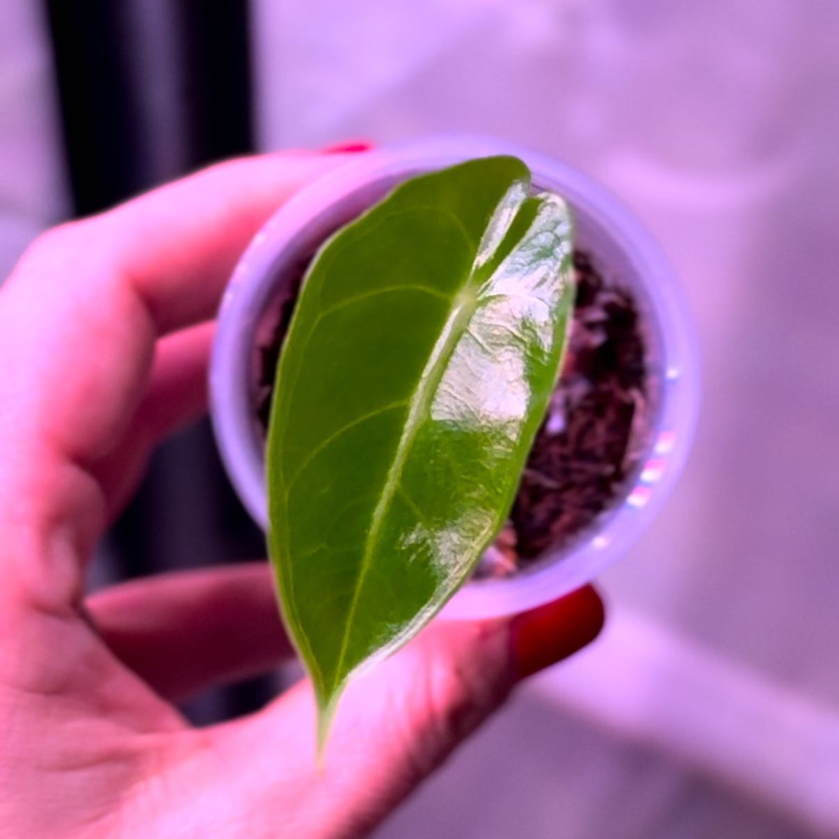 Photo of the plant species Alocasia Mythic® Dragonite™ by @RulerOcotillo named Nemo on Greg, the plant care app
