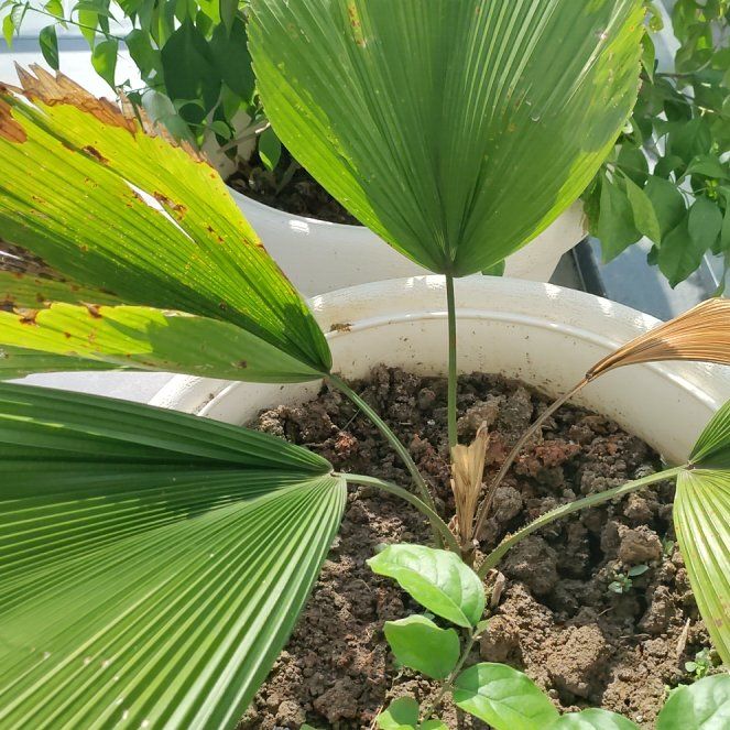 Photo of the plant species Ruffled Fan Palm by @PoetChollawood named Pichutia palm on Greg, the plant care app