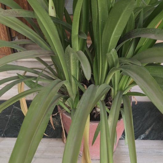 Photo of the plant species Beach Spiderlily by @PoetChollawood named Anne on Greg, the plant care app