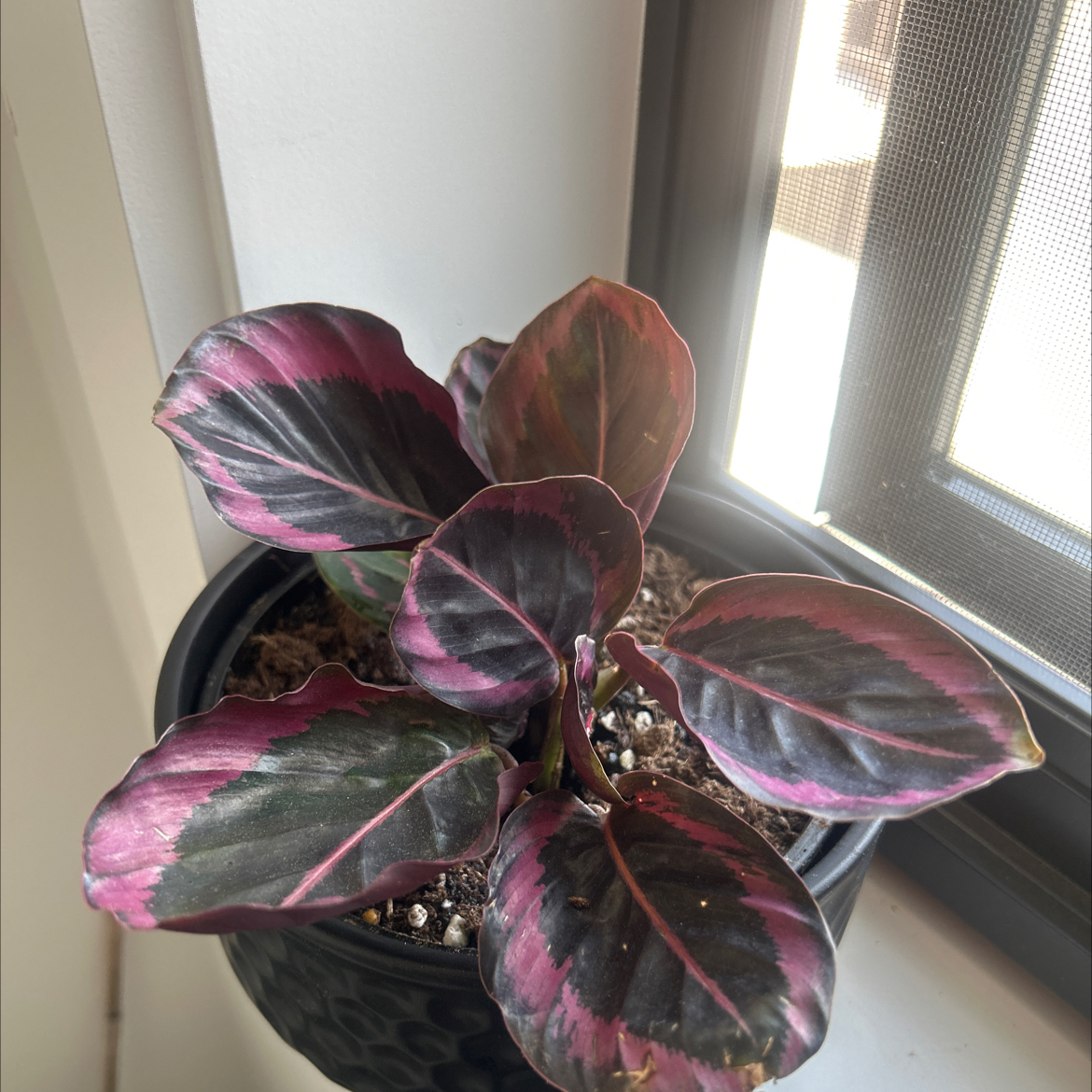 Photo of the plant species Black Rose Calathea by @BlackWatermelon named Calathea on Greg, the plant care app