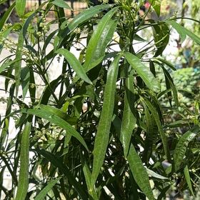 Photo of the plant species Zodia by @DearGentiansage named Harper on Greg, the plant care app