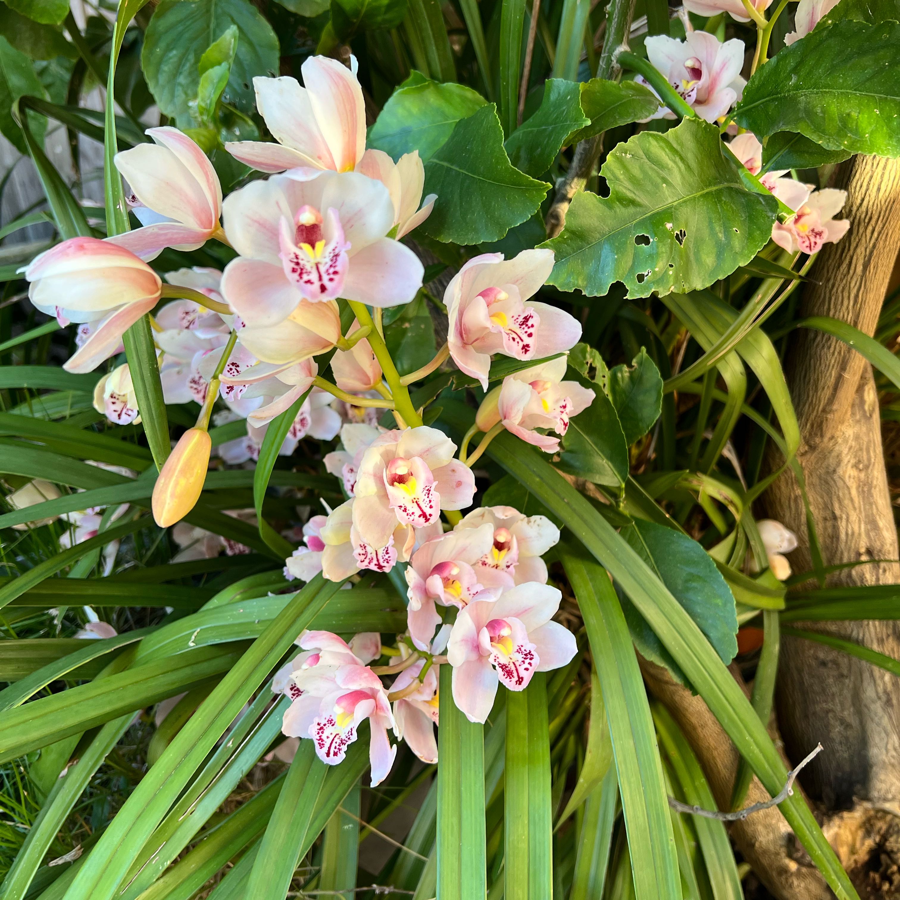 Photo of the plant species Cymbidium Orchid by @RichSilversword named Curie on Greg, the plant care app