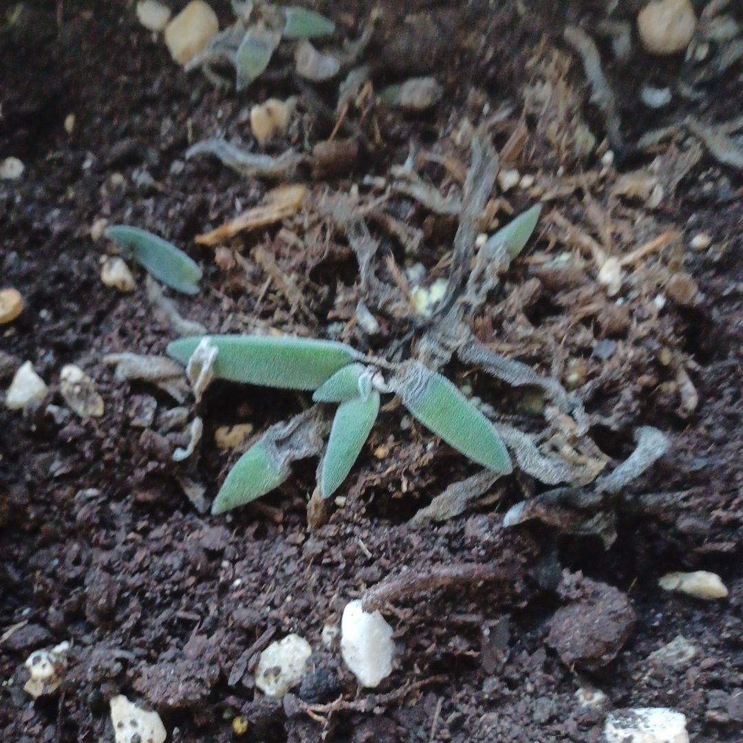 Photo of the plant species Crassula Tenelli by @VipScotspine25 named James Dean on Greg, the plant care app