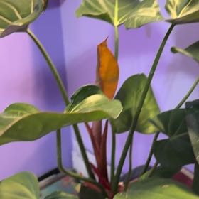 Photo of the plant species Philedendron Summer Glory by @That0neCatGirl named Coco on Greg, the plant care app