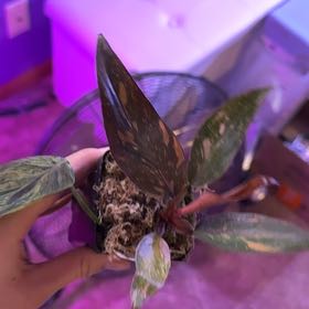 Plant care for Orange Torch Ginger on Greg, the plant care app