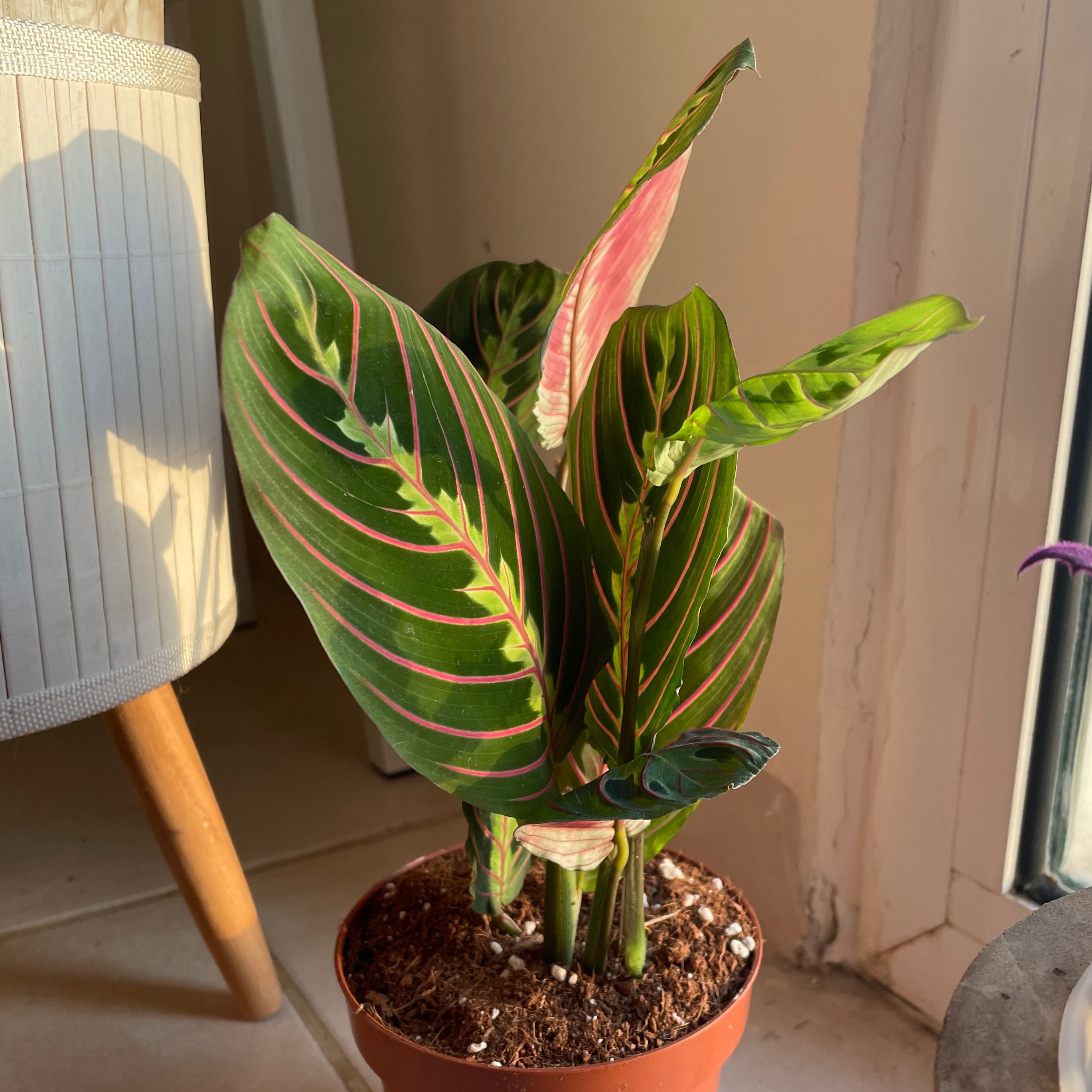 Photo of the plant species Marantha Red by @CalmLuckyStripe named Aria on Greg, the plant care app