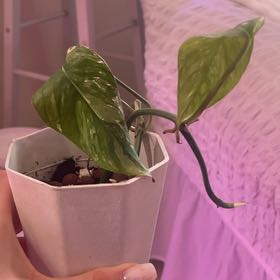 Photo of the plant species Epi Albo by @CalmLuckyStripe named Robert Plant on Greg, the plant care app