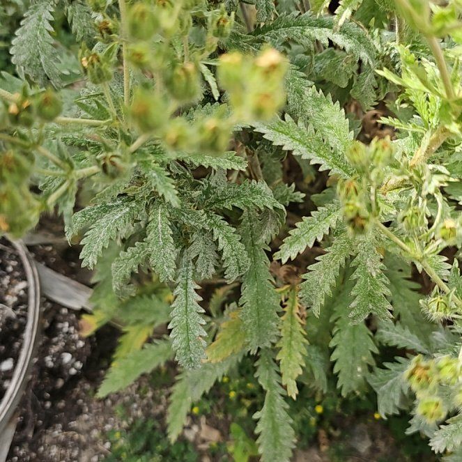 Photo of the plant species Golden Buttons by @YummyAnacahuita named Delilah on Greg, the plant care app