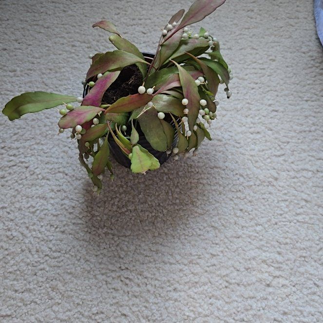 Photo of the plant species Red Mistletoe Cactus by @WisePickeringia named Bigleef Smalls on Greg, the plant care app