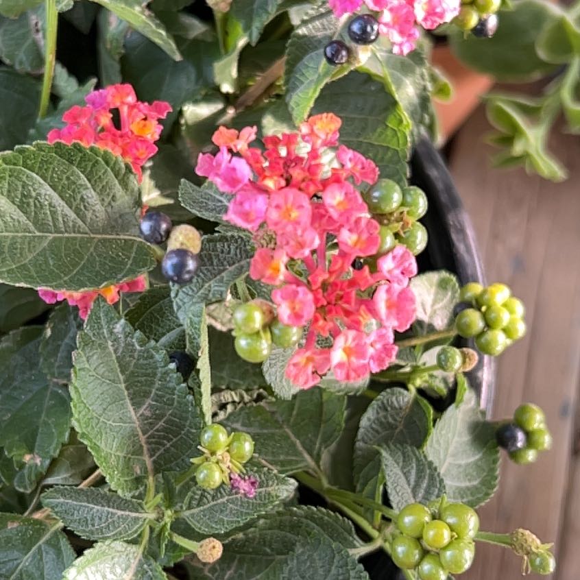 Photo of the plant species Lantana by @BossBluehaze named Harry on Greg, the plant care app