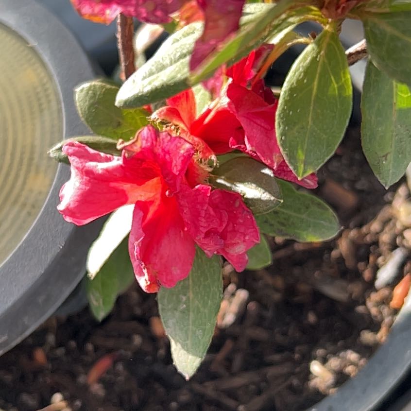 Photo of the plant species Alpenrose by @BossBluehaze named Sahara on Greg, the plant care app