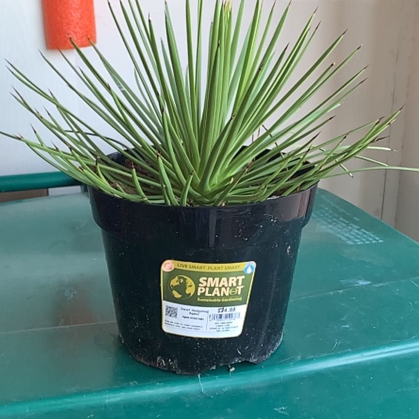 Photo of the plant species Dwarf Hedgehog Agave by @SoundlyNikkofir named Pointy on Greg, the plant care app