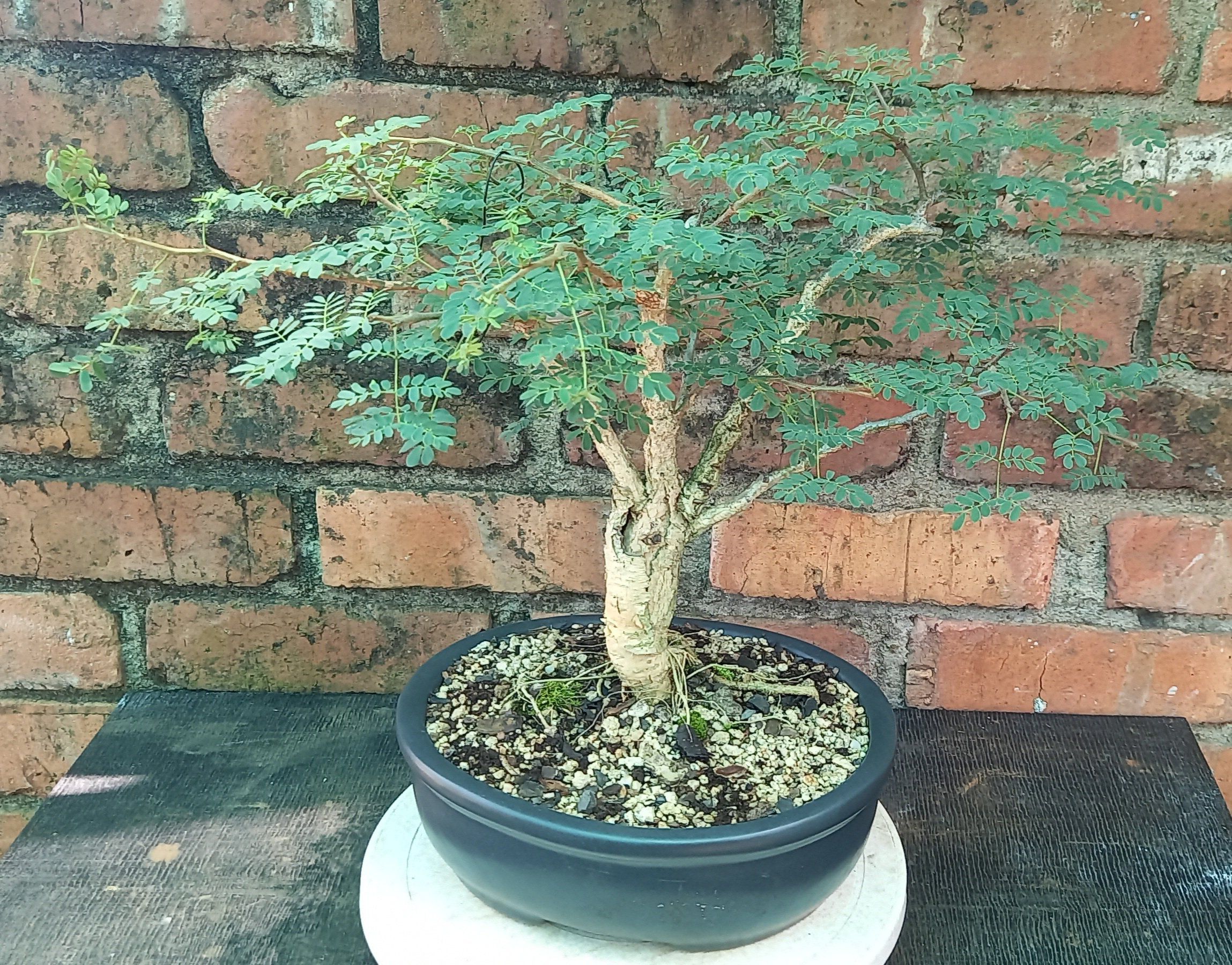 Photo of the plant species Black Monkey Thorn Tree by @byte0 named Acacia burkei 2004 (gift) on Greg, the plant care app