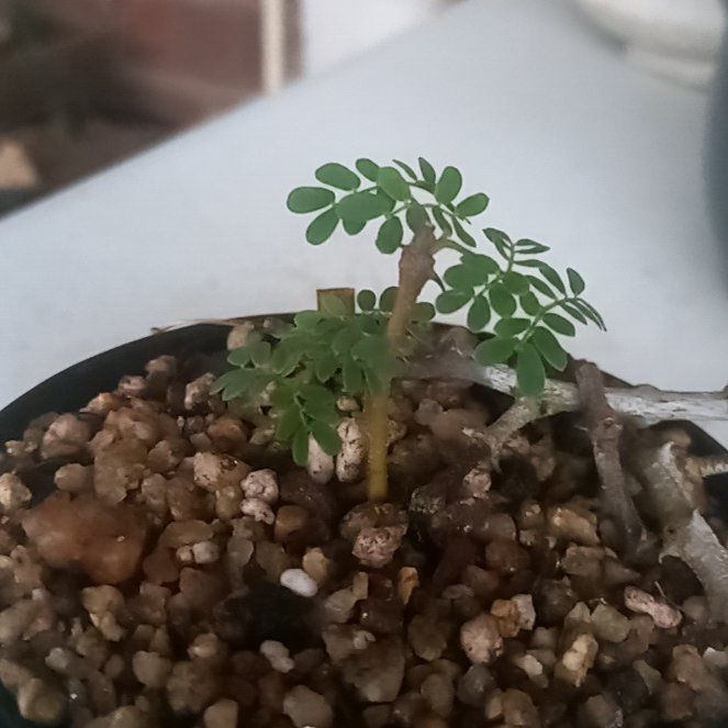 Photo of the plant species Black Monkey-Thorn by @byte0 named Acacia burkei 1st cutting on Greg, the plant care app