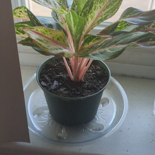 Photo of the plant species Anglaonema Ruby Ray by @HeroBingcherry named Kirby on Greg, the plant care app