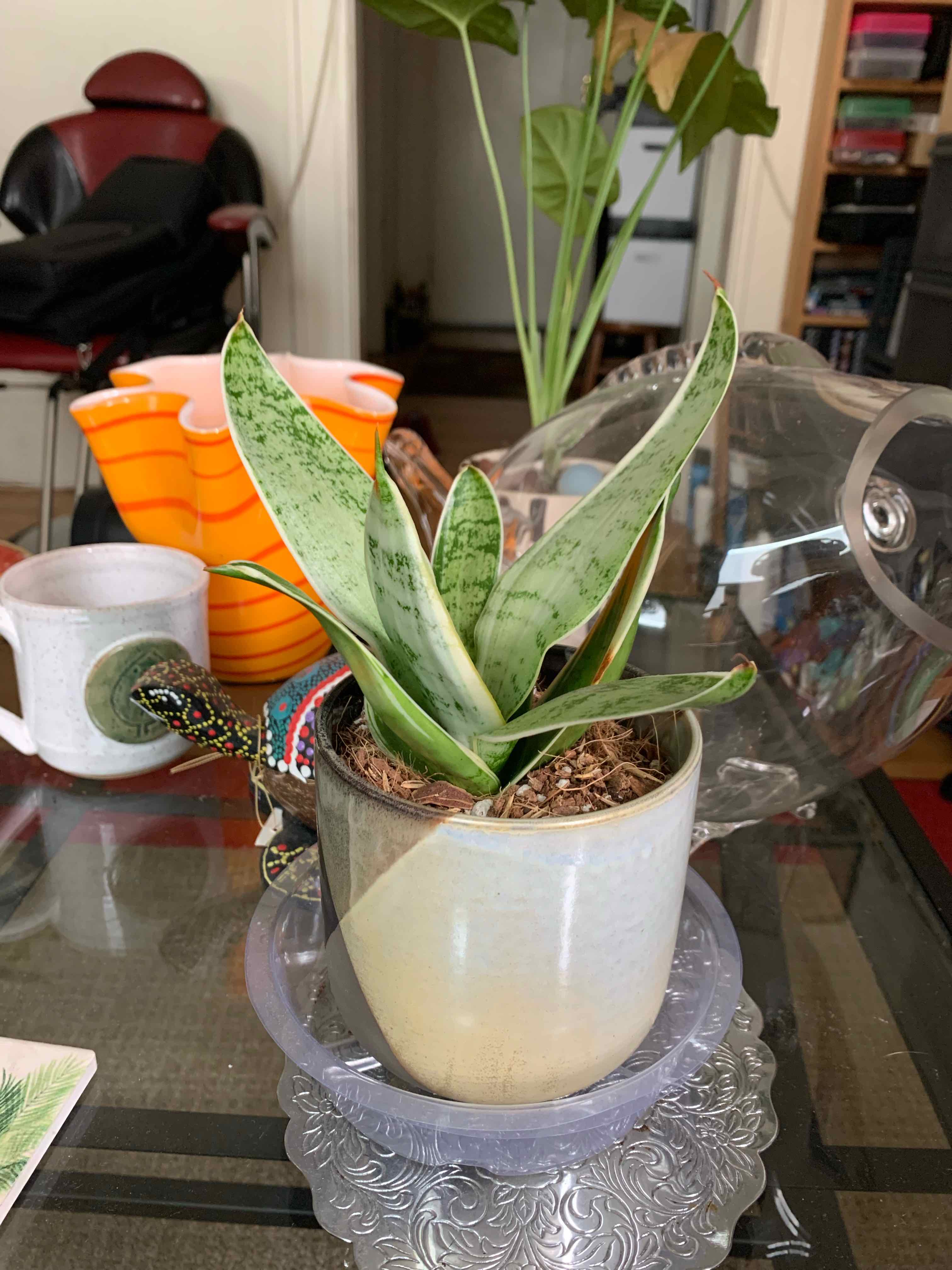 Sansevieria Night Owl plant in a pot on a table with green and white variegated leaves.