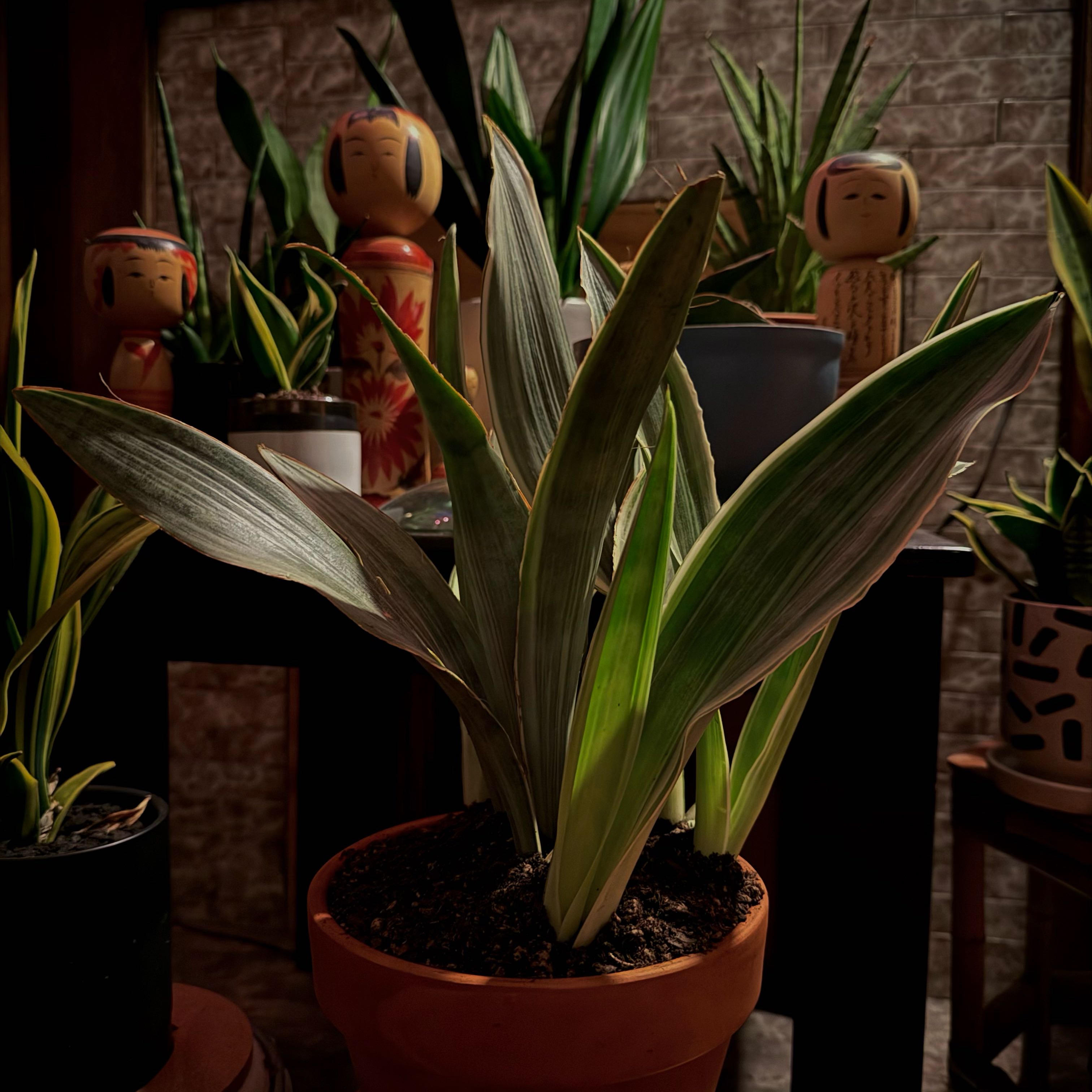 Photo of the plant species Metallica Snake Plant by @DanDeLión named Yuri on Greg, the plant care app