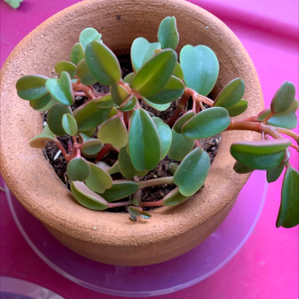 Peperomia graveolens 'Ruby Glow' plant in a terracotta pot with healthy green leaves and red stems.