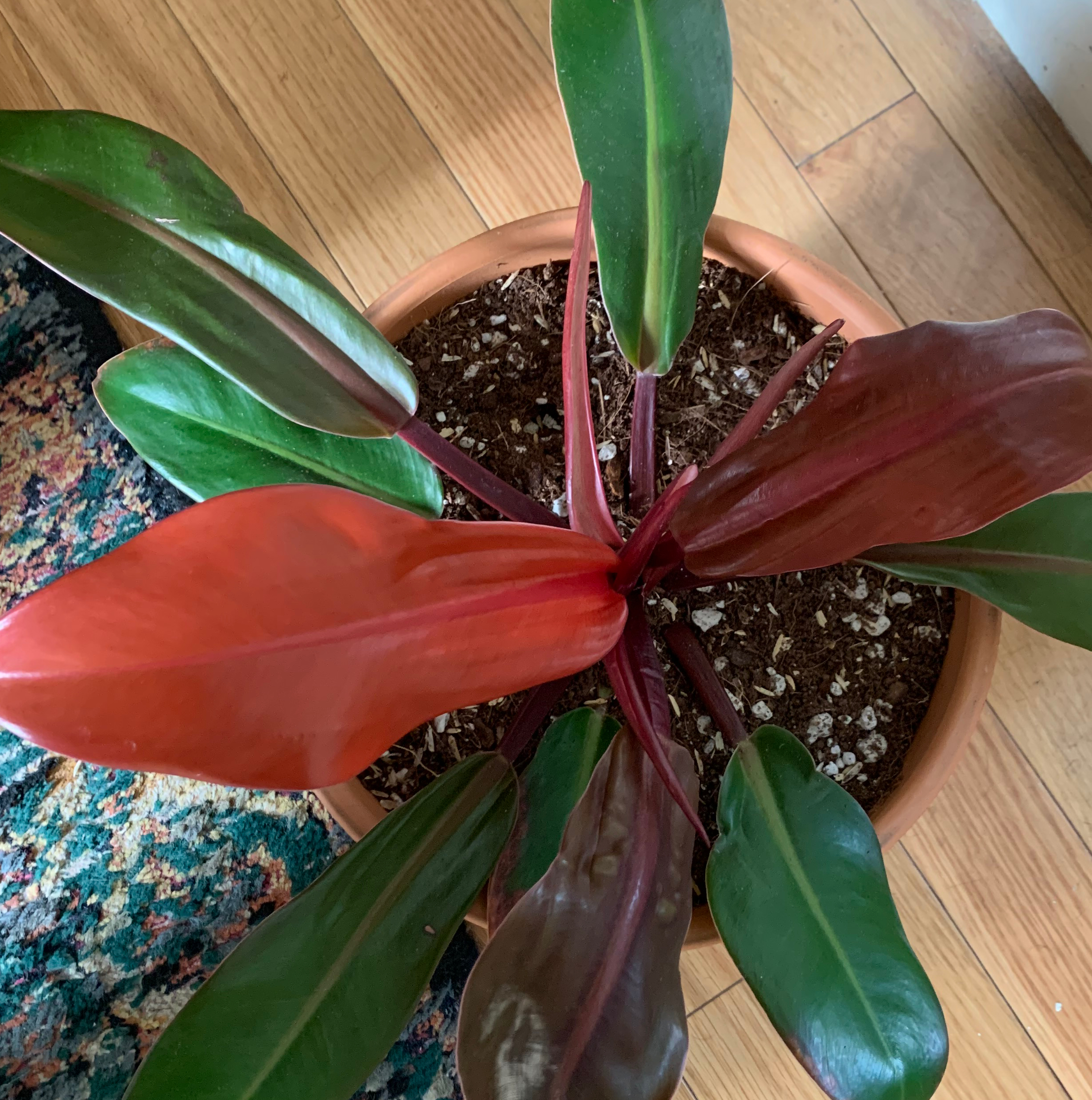 Philodendron Prince of Orange plant in a pot with healthy green and reddish-orange leaves.