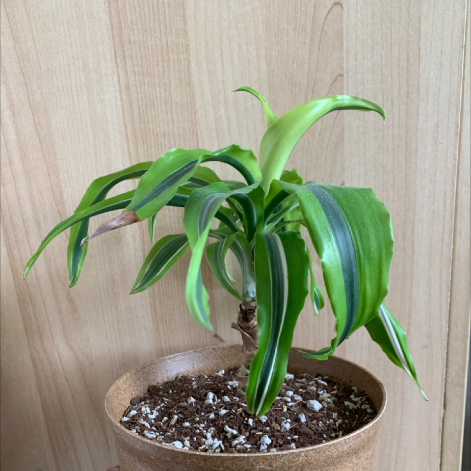 Dracaena 'Lemon Lime' plant in a pot with visible soil and slight browning on leaf tips.