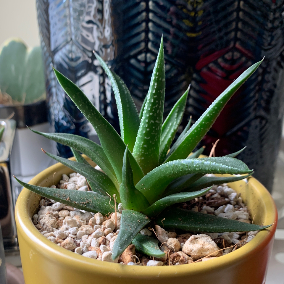 Lace Aloe plant in a yellow pot with well-draining soil, appears healthy.