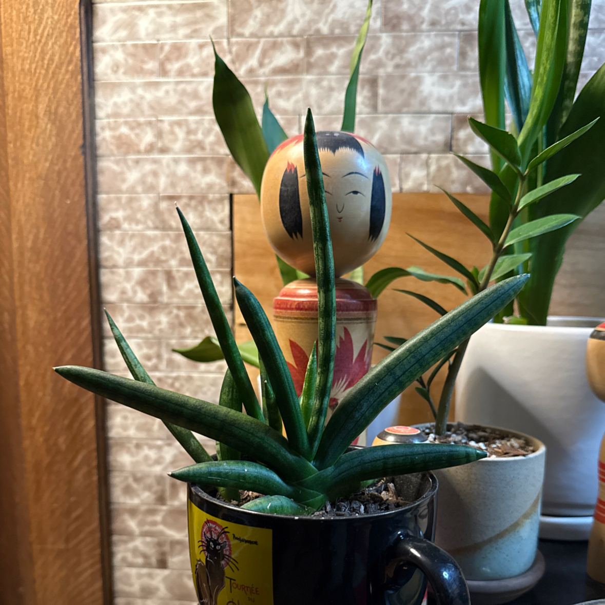 Photo of the plant species Starfish Snake Plant by @DanDeLión named Bimini on Greg, the plant care app