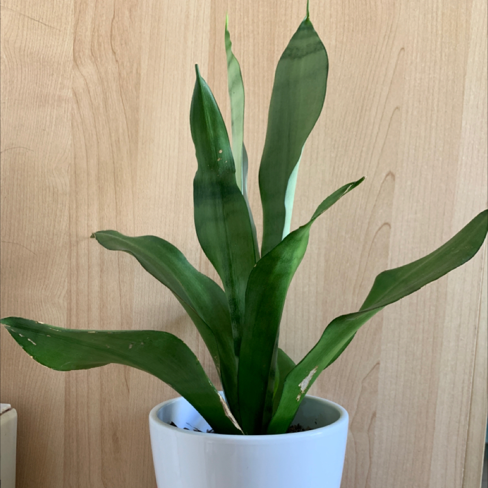 Silver Snake Plant in a white pot with a wooden background.