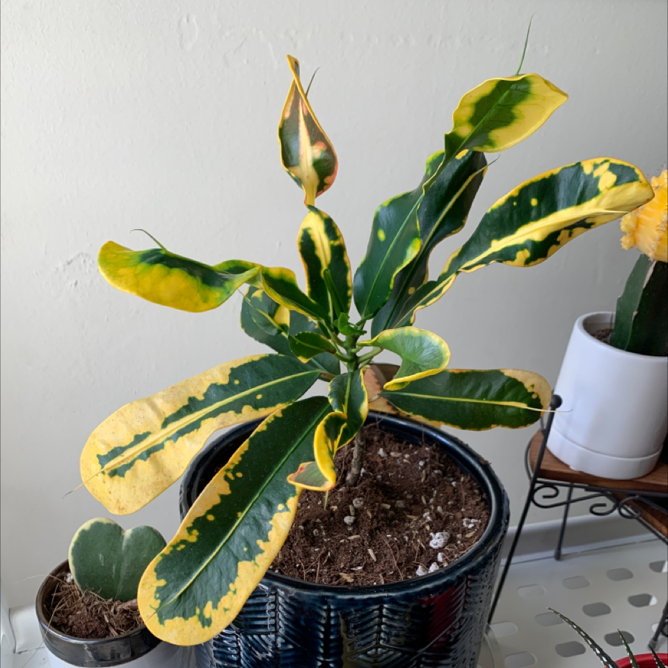 Croton Mammy plant in a pot with variegated green and yellow leaves, some yellowing visible.
