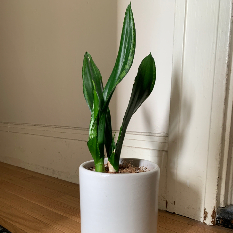 Snake Plant plant photo by @DanDeLión named Kiriku on Greg, the plant care app.