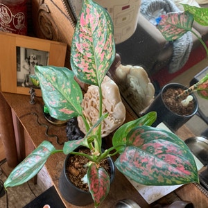 Chinese Evergreen plant photo by @DanDeLión named Lady Grinning Soul on Greg, the plant care app.