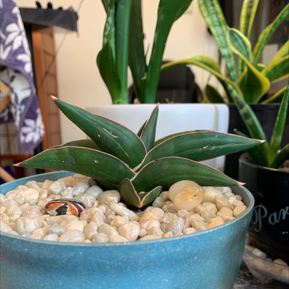 Samurai Dwarf Snake Plant in a blue pot with white pebbles, surrounded by other plants.