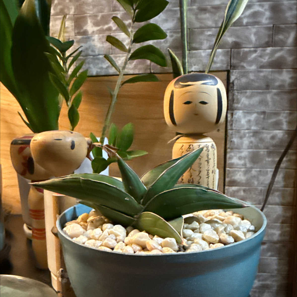 Photo of the plant species Samurai Dwarf Snake Plant by @DanDeLión named Takeshi on Greg, the plant care app