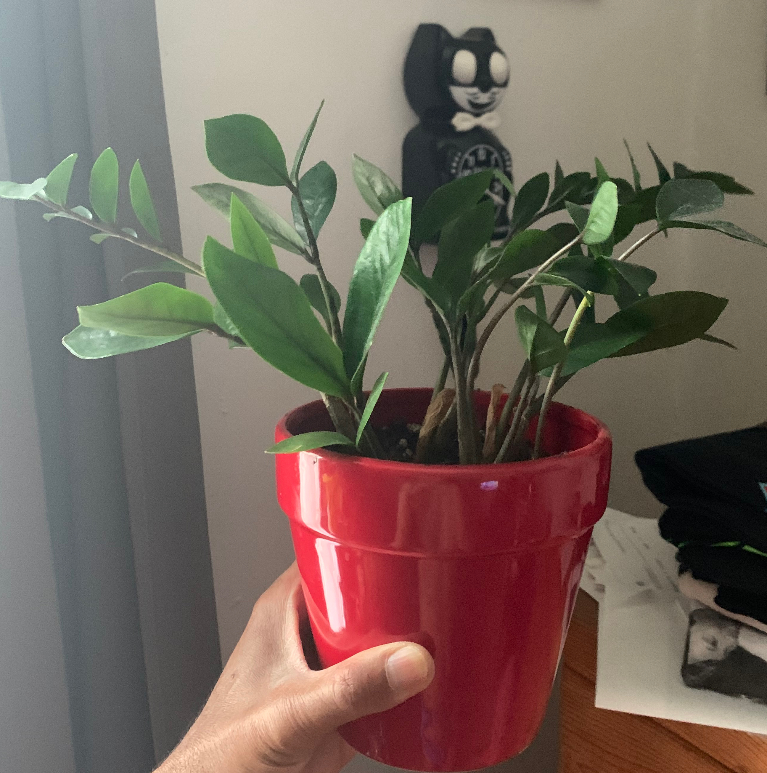 Zamioculcas Zamiifolia plant photo by @DanDeLión named Zazie on Greg, the plant care app.