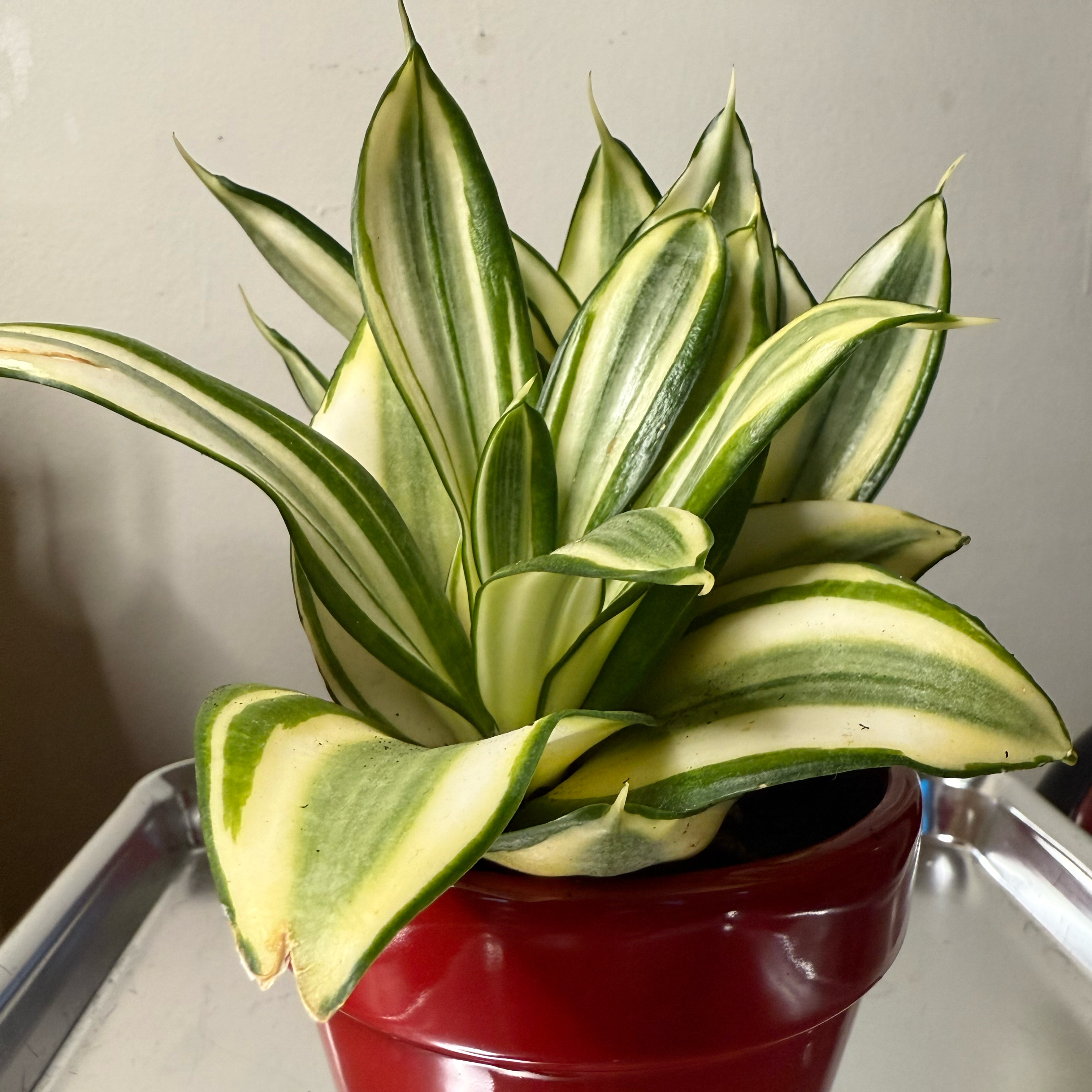 Photo of the plant species Golden Hahnii Snake Plant by @DanDeLión named Grace on Greg, the plant care app