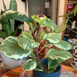 Variegated Baby Rubber Plant plant in San Francisco, California