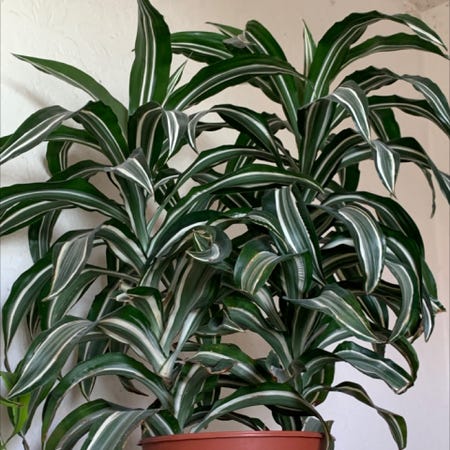 Photo of the plant species Dracaena 'White Bird' by @DanDeLión named Massimo & Pierce on Greg, the plant care app